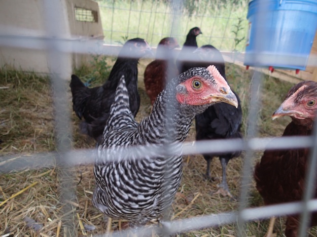 pullets on pasture