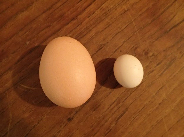 hen egg, pullet egg
